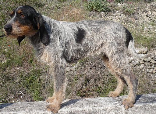 Griffon bleu de Gascogne