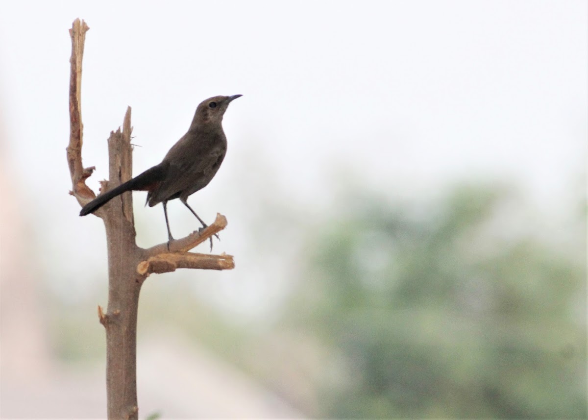 Indian Robin