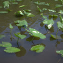 yellow water lily