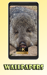 Peccarry cute animal litle Wallpaper 1.0 APK + Mod (Unlimited money) إلى عن على ذكري المظهر