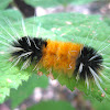 Banded Woolly Bear Caterpillar