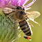 Crab Spider,Bee and Flies ID?