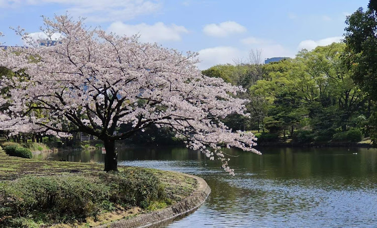 スープラのいつもありがとうございます・桜と愛車に関するカスタム事例の投稿画像5枚目