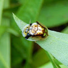 Mottled Tortoise Beetles (Mating)