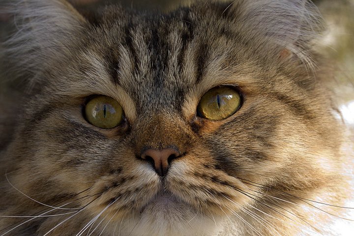 Sguardo felino... di Luca Capobianco