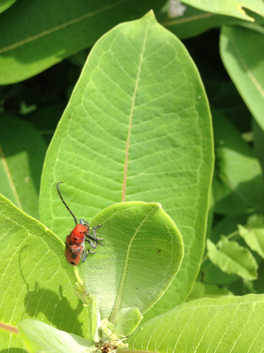 Red Milkweed Beetle