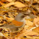 Yellow-eyed Junco