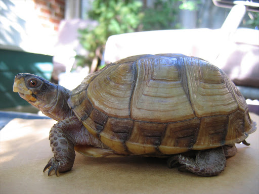 A female North American three-toed box turtle (Terrapene carolina triunguis).