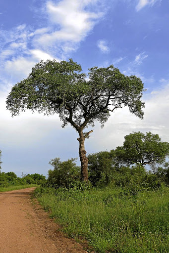 Marula tree.