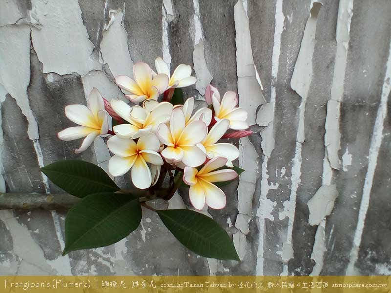 雞蛋花  plumeria 2021.4.21 台南攝影：桂花白文