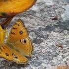 Peacock Pansy Butterfly