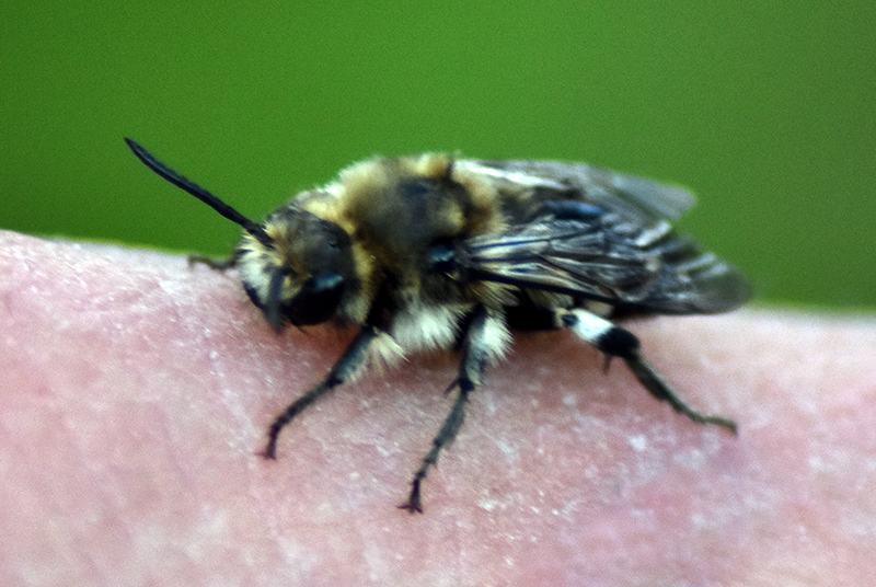 Grey mining bee