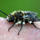 Grey mining bee