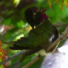 Annas Hummingbird