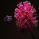 Love Flower Chrome extension download