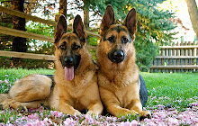 German Shepherd Wallpapers HD Theme small promo image