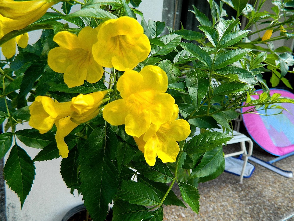 Yellow Trumpet flower