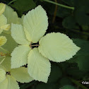 Variegated Blackberry