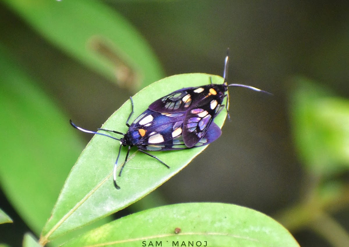 Wasp Moth / Day-flying Moth