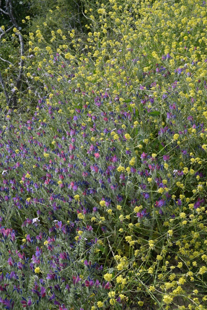 Judean Viper's Bugloss