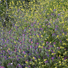 Judean Viper's Bugloss