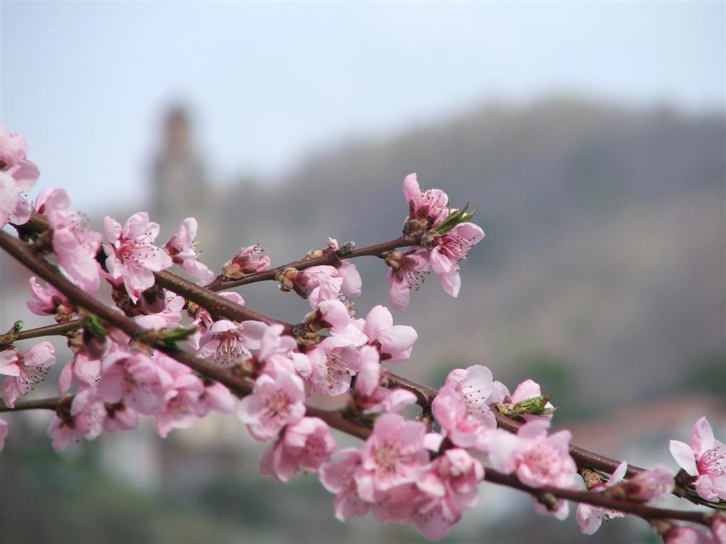 E venga primavera di Lucy57