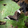 White-striped black moth