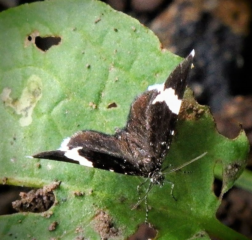 White-striped black moth