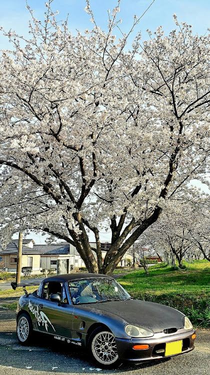 カプチーノの桜とコラボ・サクラと愛車・撮影・最高に関するカスタム事例の投稿画像1枚目