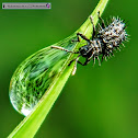 Spiky Leafbeetle