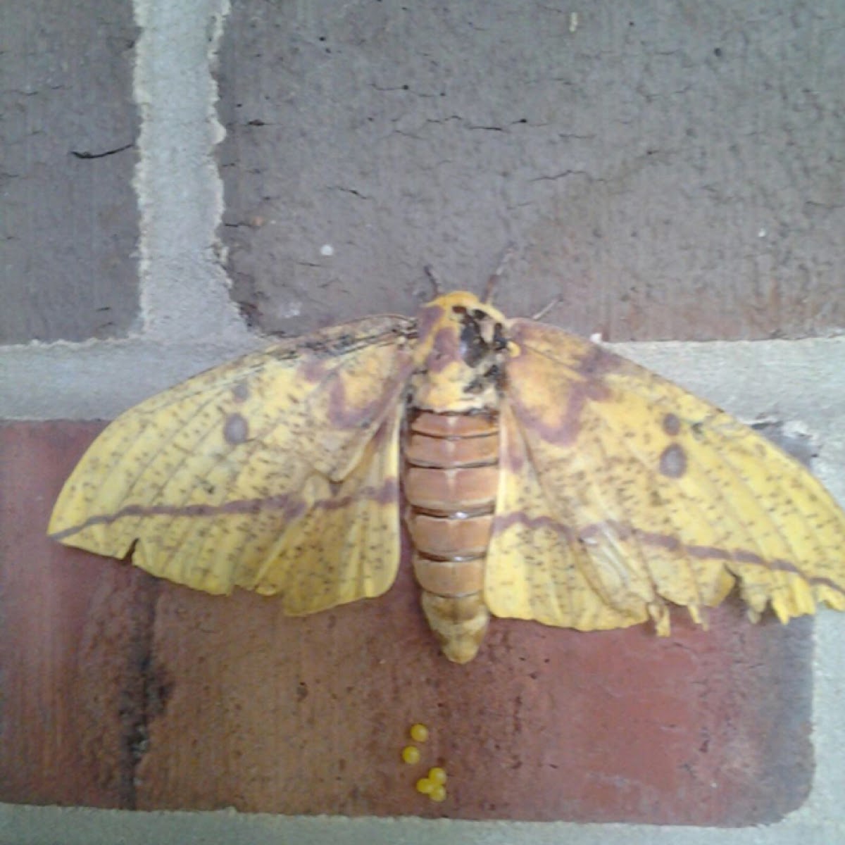 Imperial Moth