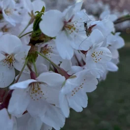 見てね！((圧圧圧