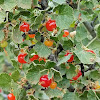 Wax currant