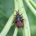 Red bug nymph