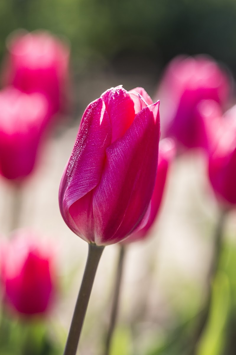 tulipano di PaolaTizi