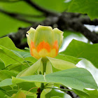 American Tulip Tree Bloom