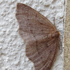 Yellow-headed Looper Moth