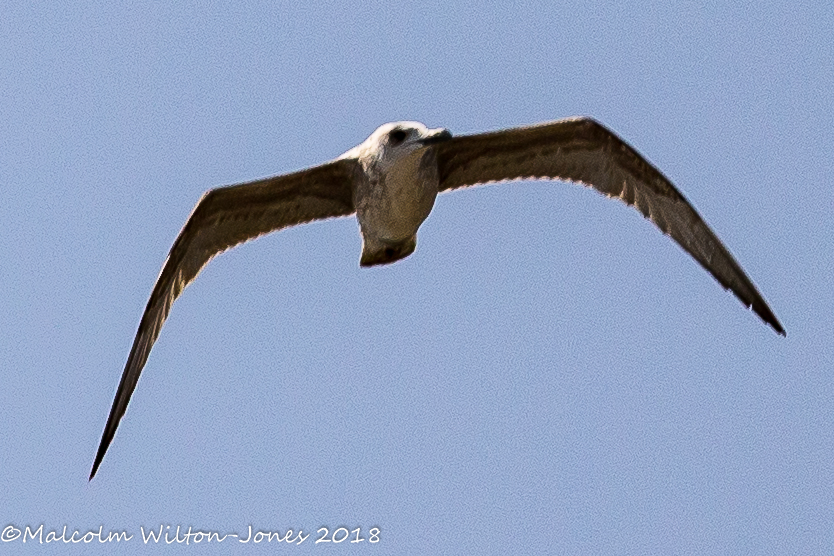 Audouin's Gull; Gaviota de Audouin