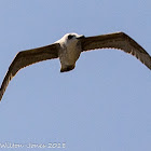 Audouin's Gull; Gaviota de Audouin