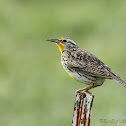 Western Meadow Lark