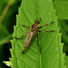 Robber Fly