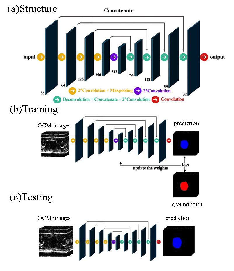 a). Structure of the neural network. The feature maps are shown in... |  Download Scientific Diagram