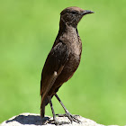 Chat : Northern Anteater Chat