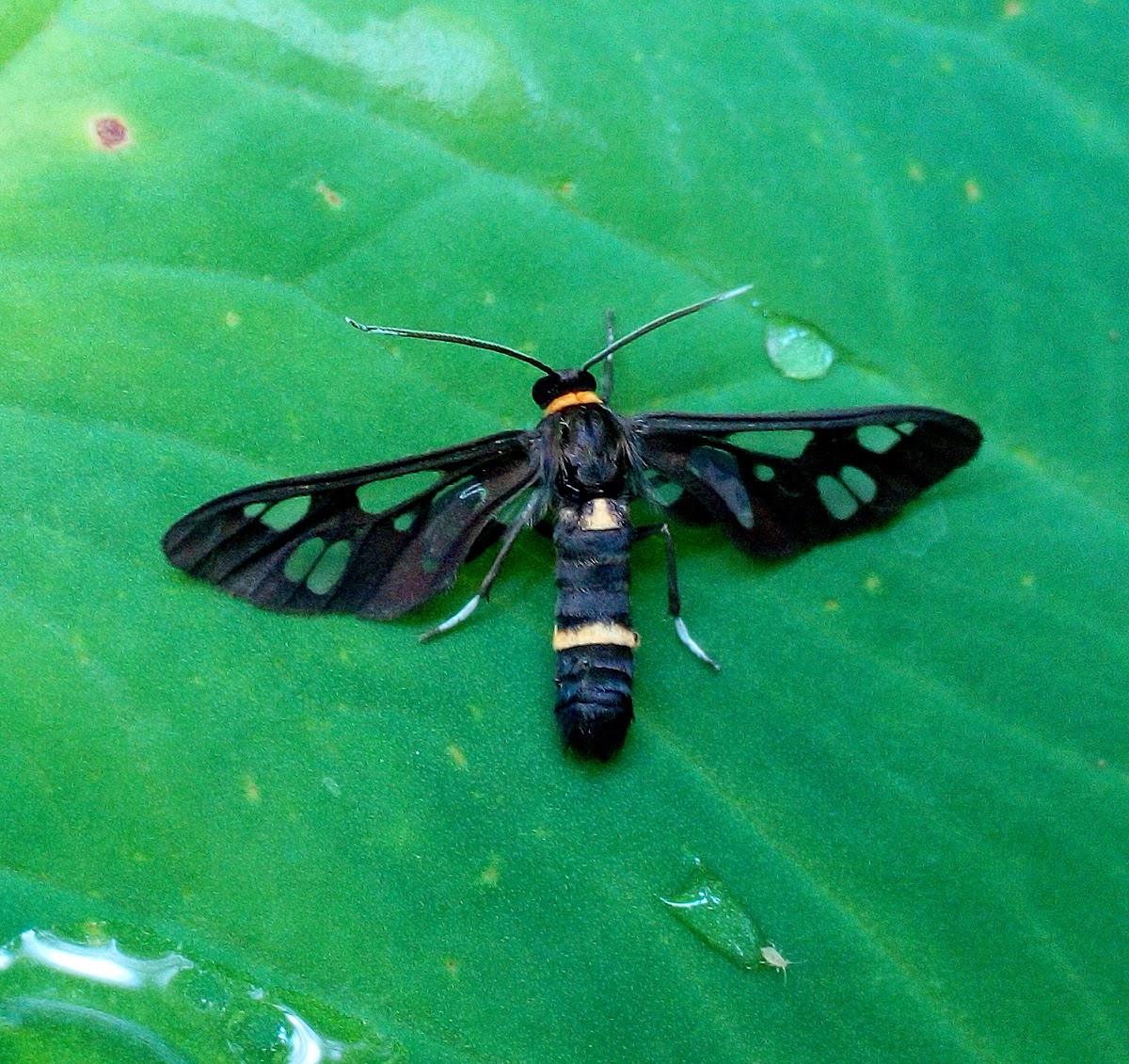 Wasp Moth