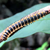 Armored Millipede