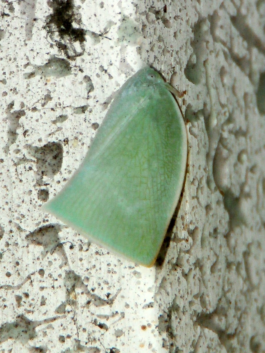 Green Planthopper