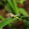 Grasshopper