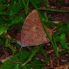 Common Evening Brown