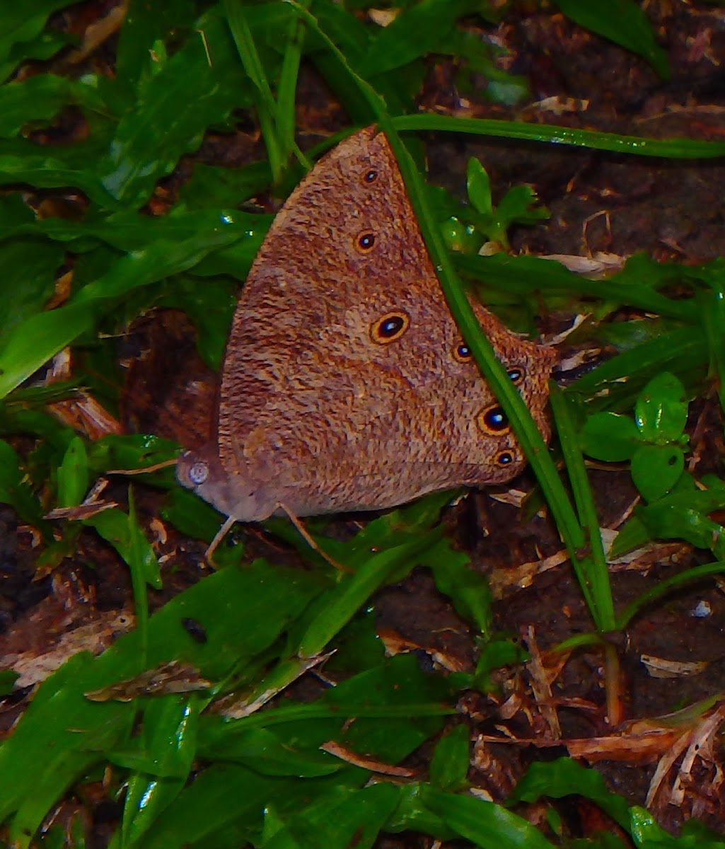 Common Evening Brown