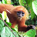 Red Langur